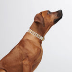 Trove Dog Collar - Golden Brown - By Scout