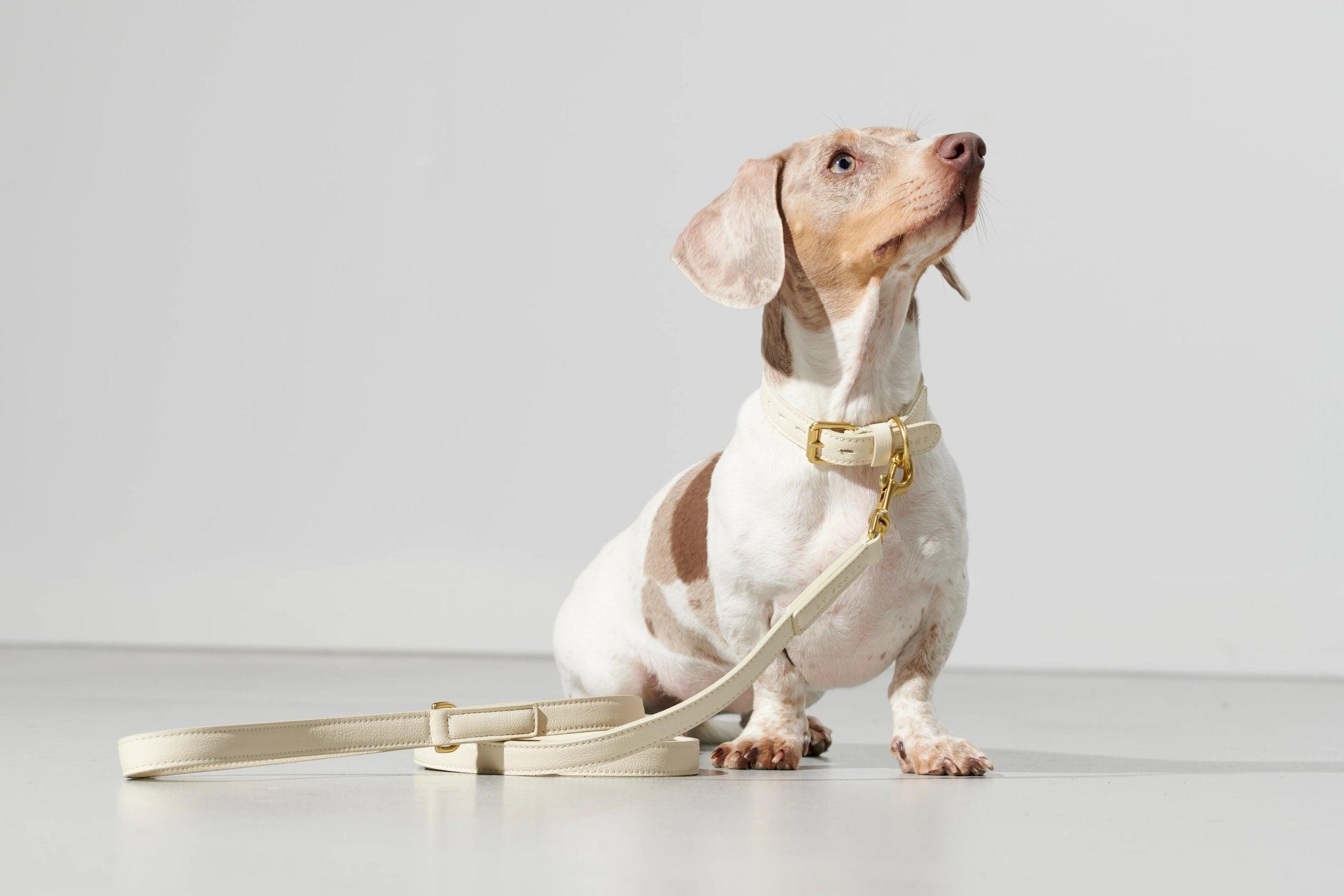 Mela Basic Collar and Leash in Cream- By Scout