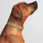 Mela Caspita Dog Collar- Taupe - By Scout