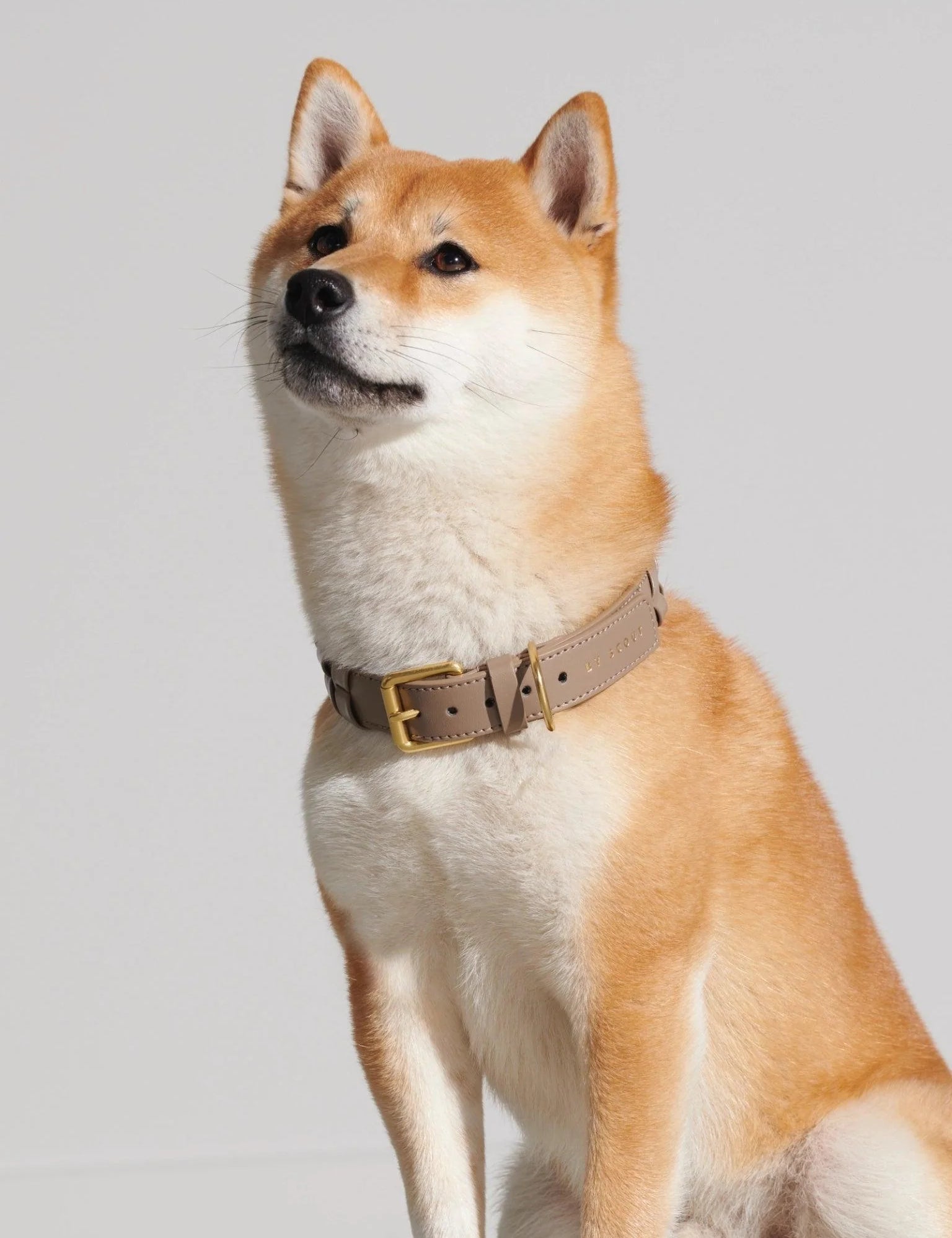 Mela Caspita Dog Collar- Taupe - By Scout