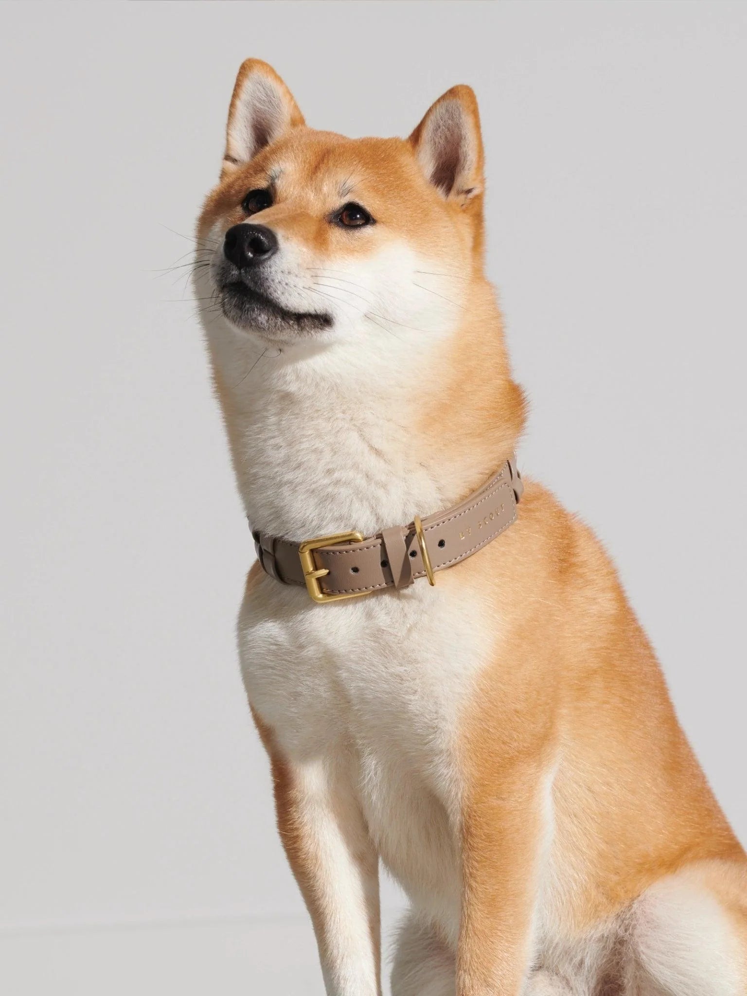 Mela Caspita Dog Collar- Taupe - By Scout