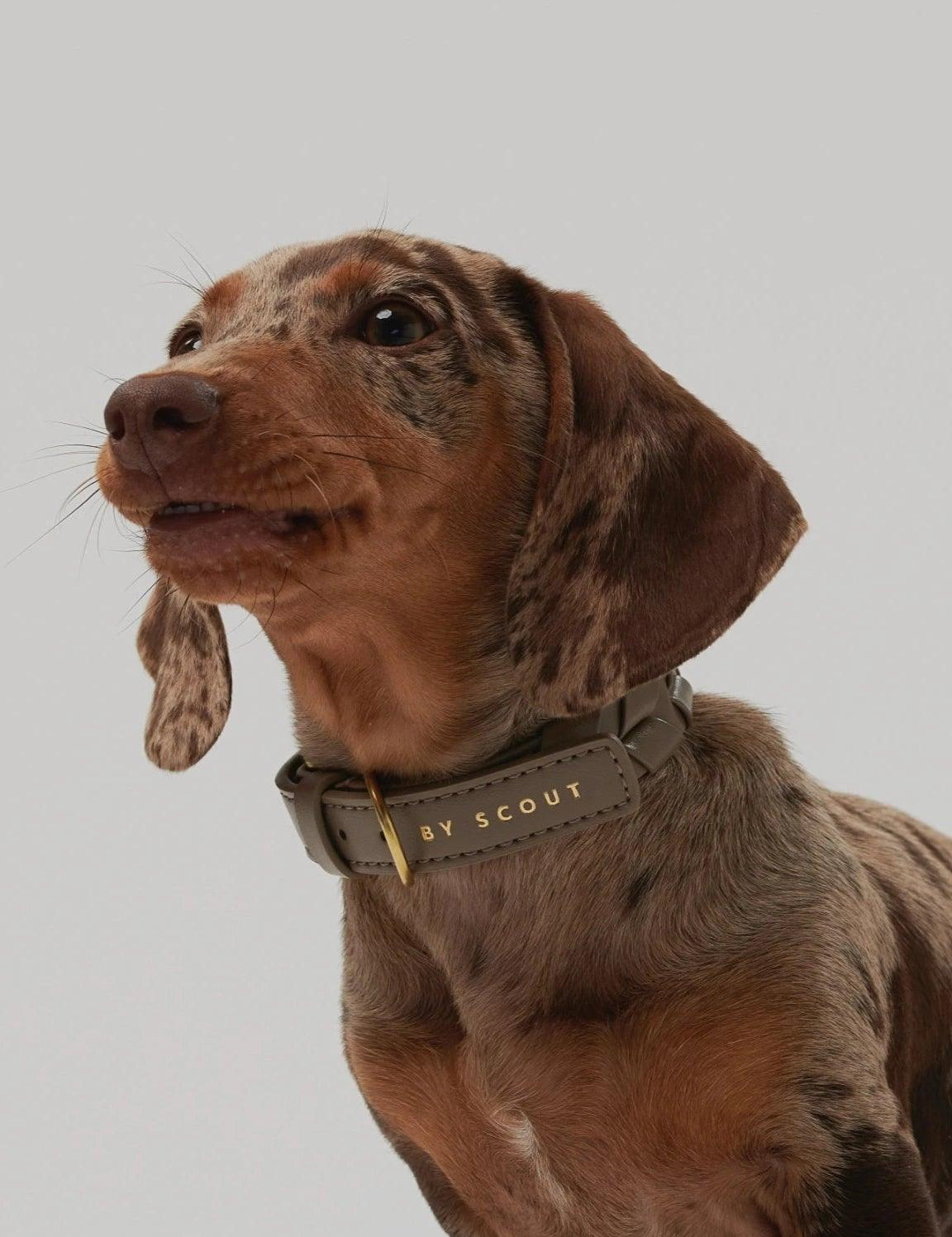 Mela Caspita Dog Collar- Taupe - By Scout