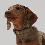 Mela Caspita Dog Collar- Taupe - By Scout