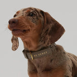 Mela Caspita Dog Collar- Taupe - By Scout
