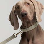 Mela Caspita Dog Collar and Leash - Cream - By Scout
