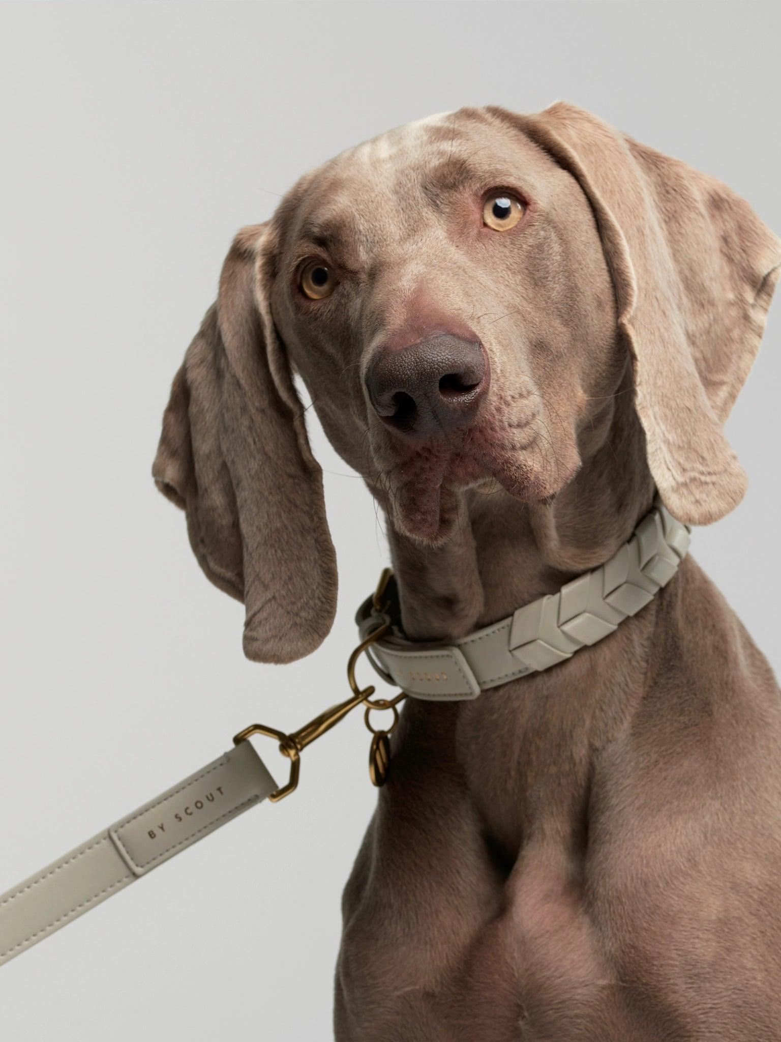 Mela Caspita Dog Collar and Leash - Cream - By Scout