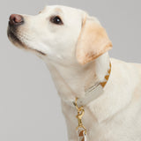 Nice Grill Dog Collar in Caramel