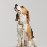 Trove Dog Collar in Golden Brown