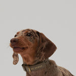Mela Caspita Dog Collar - Taupe - By Scout