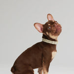 Mela Caspita Dog Collar- Cream - By Scout