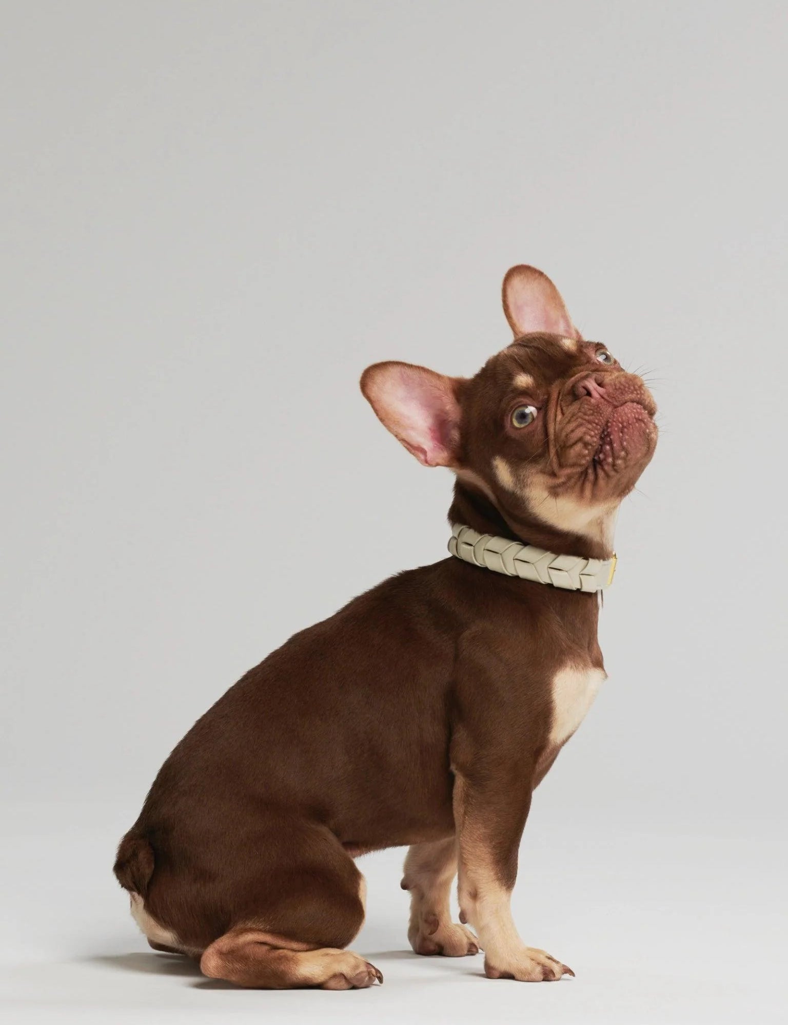 Mela Caspita Dog Collar- Cream - By Scout