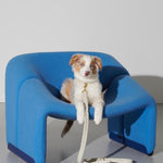Mela Caspita Dog Collar and Leash - Cream - By Scout
