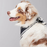 Hey Scout Dog Bandana in Black