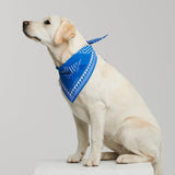 Hey Scout Dog Bandana in Blue
