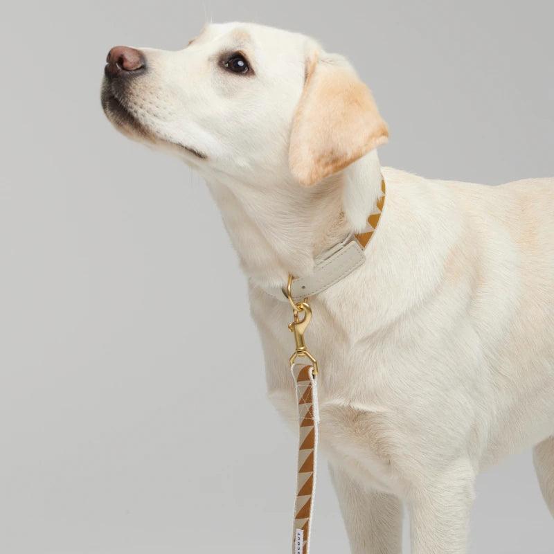 Nice Grill Collar and Leash in Caramel - By Scout