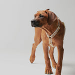Trove dog harness in golden brown worn by a ginger dog