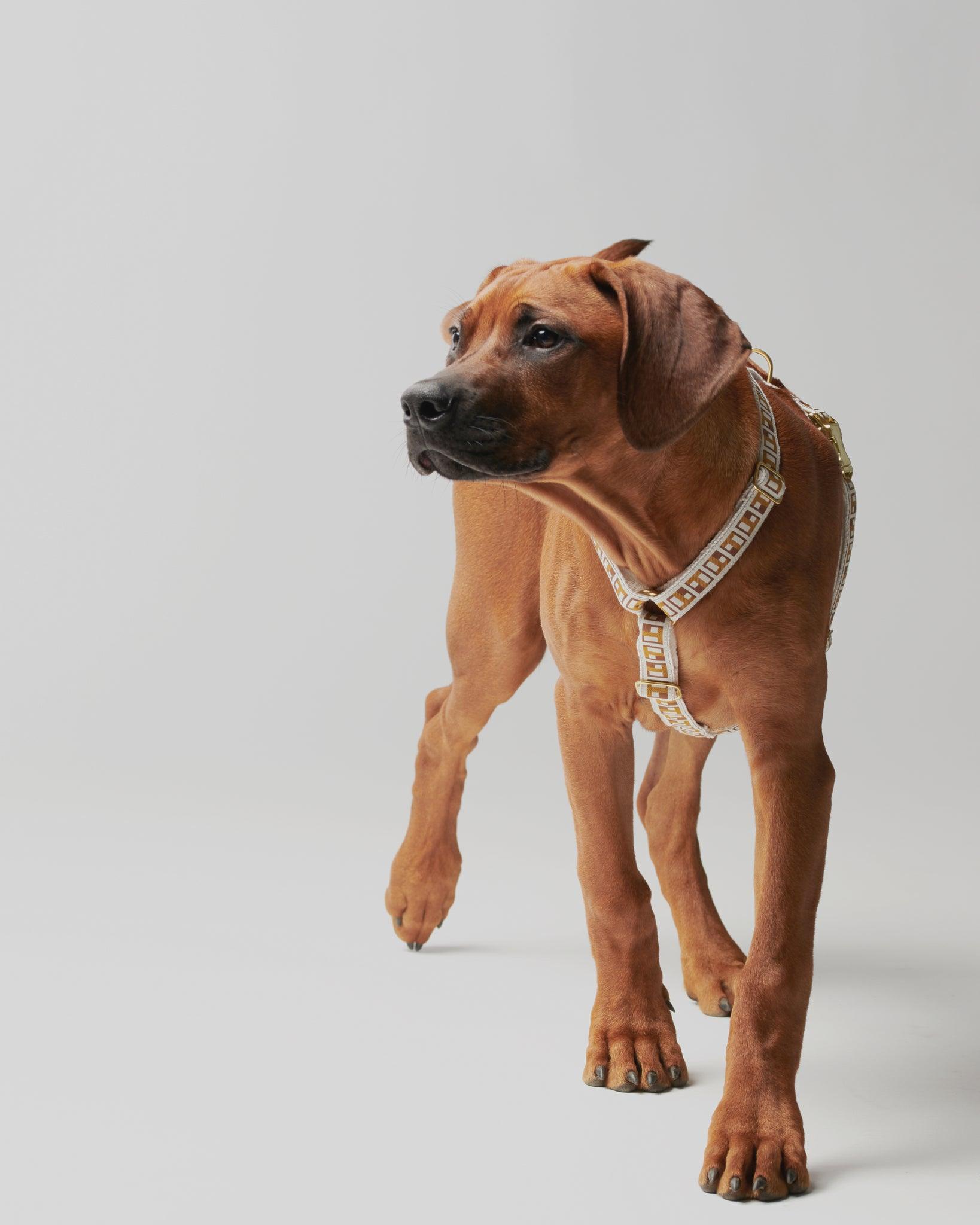 Trove dog harness in golden brown worn by a ginger dog