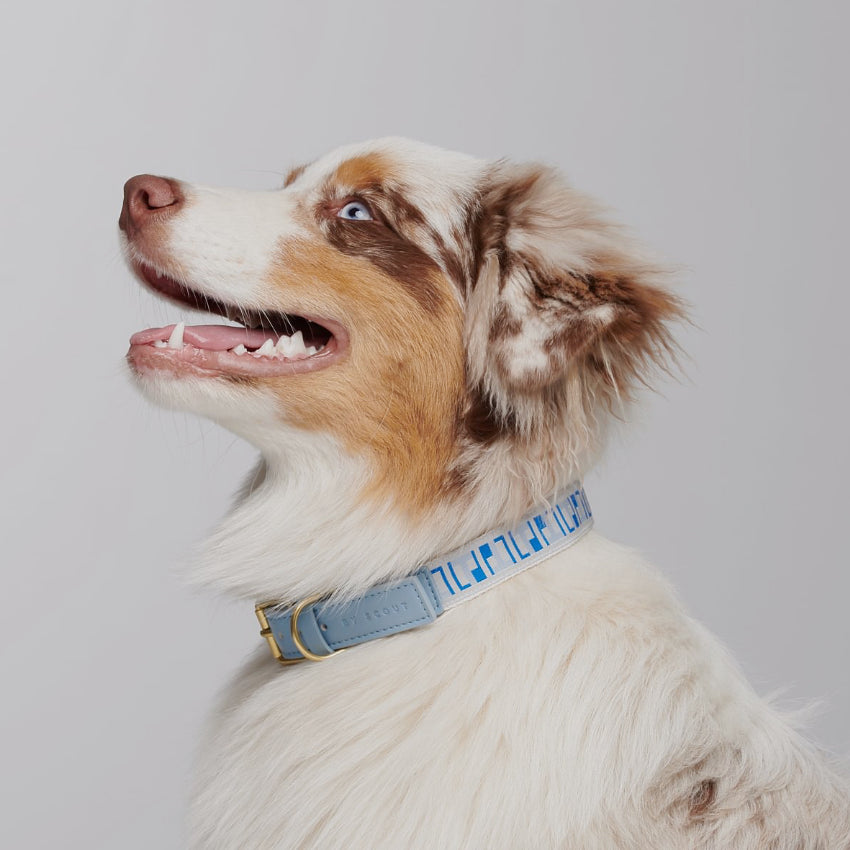 Collie wearing Blue Trove Collar - BY SCOUT