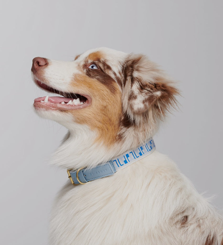Collie wearing Blue Trove Collar - BY SCOUT