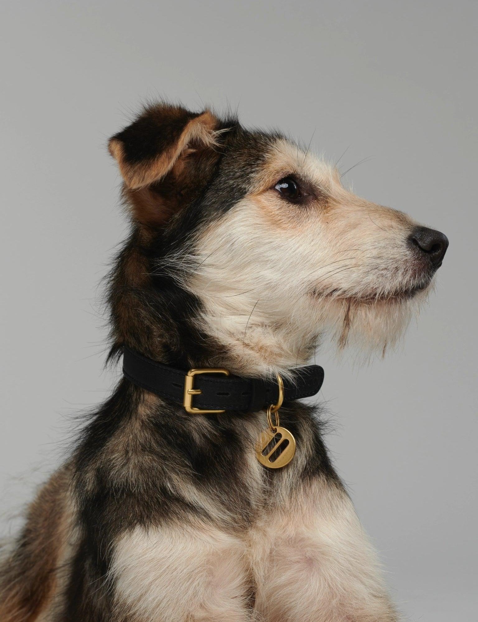 Mela Basic Dog Collar - Black - By Scout