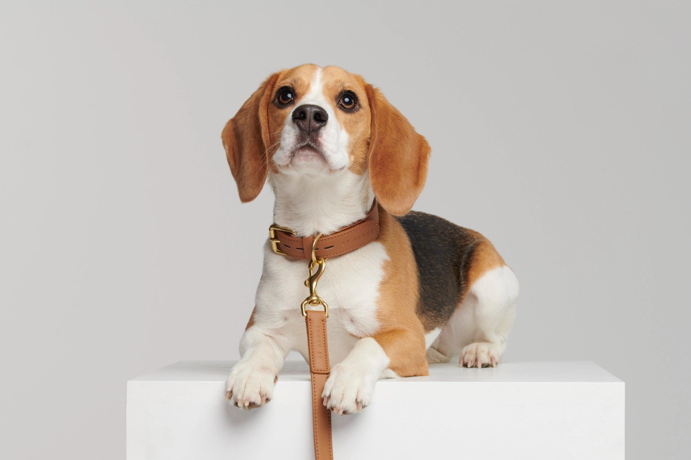 Mela Basic Adjustable Dog Leash - Cognac - By Scout