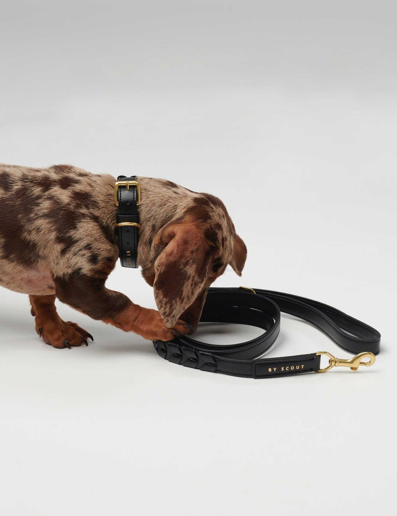 Mela Caspita Dog Leash - Black - By Scout