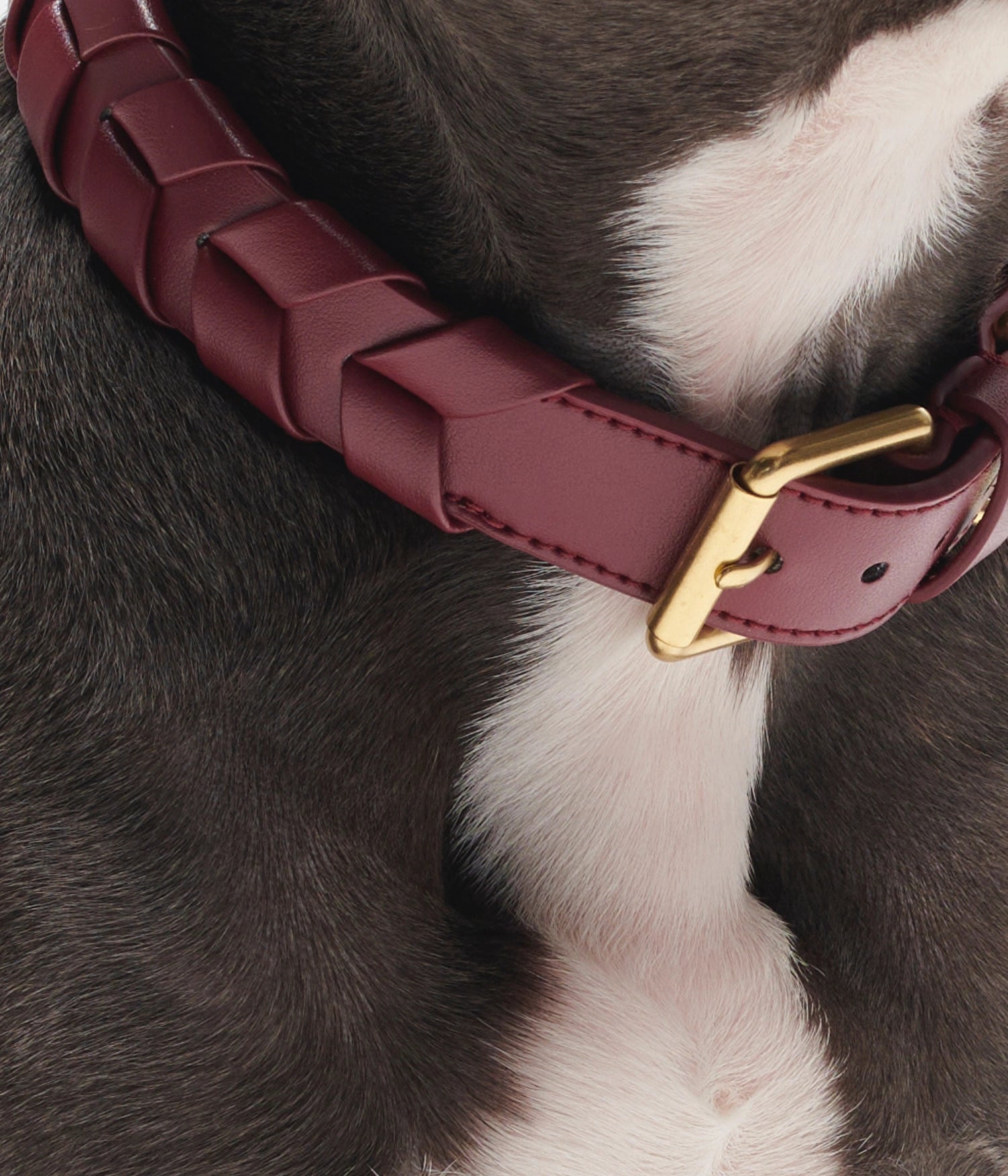 Mela Caspita Dog Collar- Burgundy - By Scout