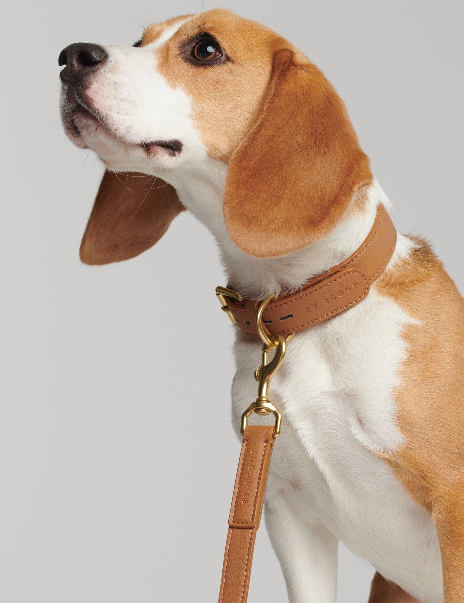 Mela Basic Dog Collar and Leash - Cognac - By Scout