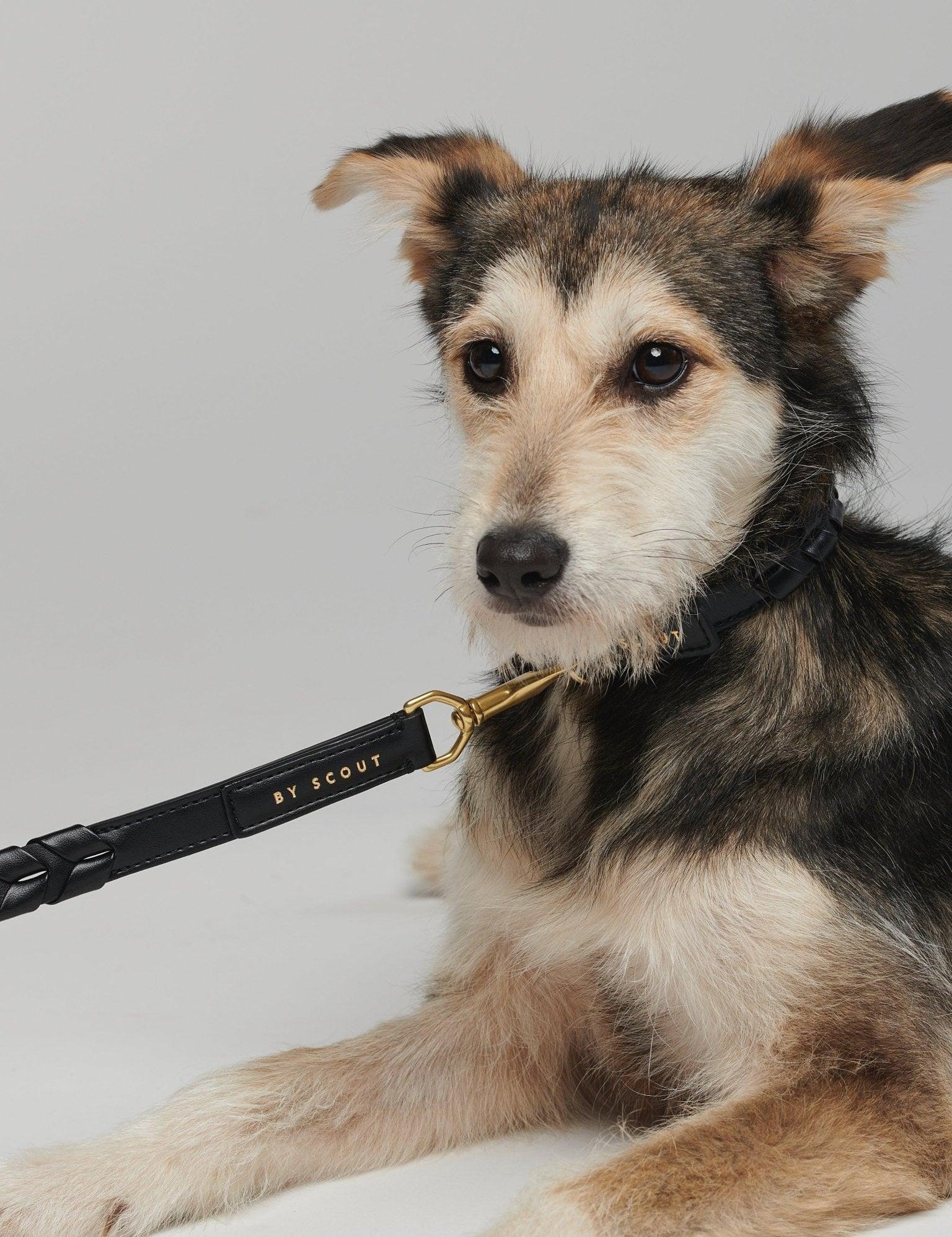 Mela Caspita Dog Collar- Black - By Scout