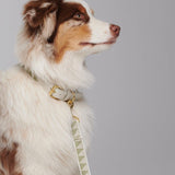 Sage dog collar and leash worn on dog