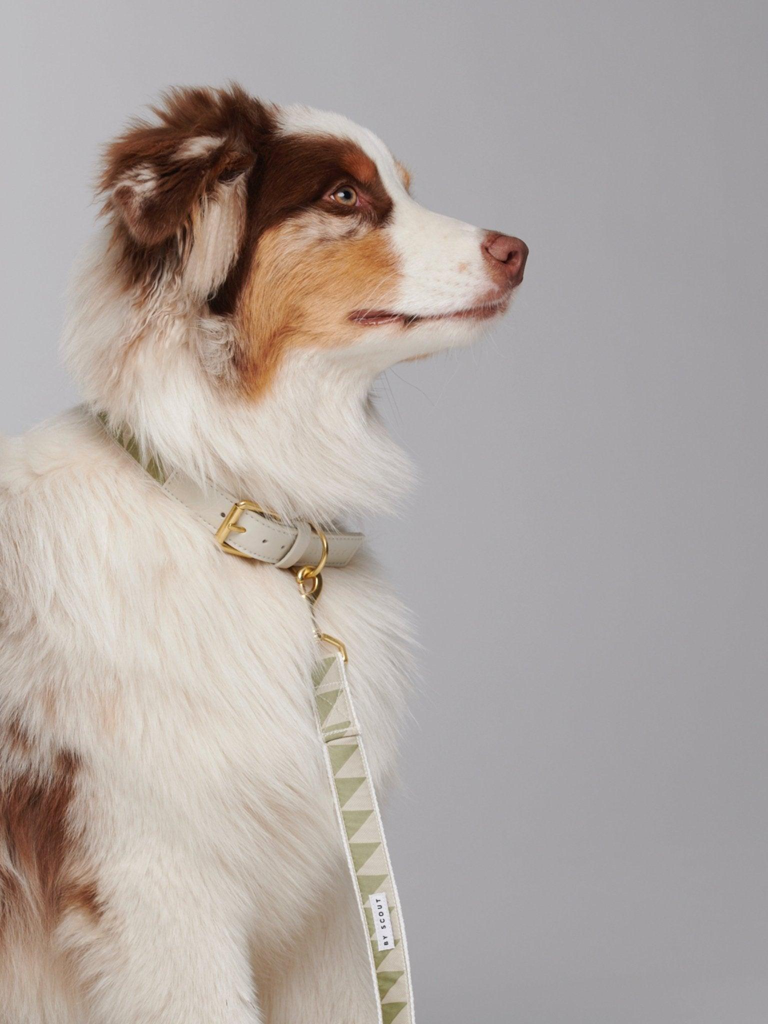 Sage dog collar and leash worn on dog