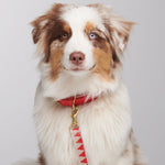 Matching collar and lead worn on dog looking at camera