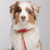 Matching collar and lead worn on dog looking at camera