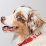 Red dog collar worn on dog
