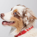 Red dog collar worn on dog