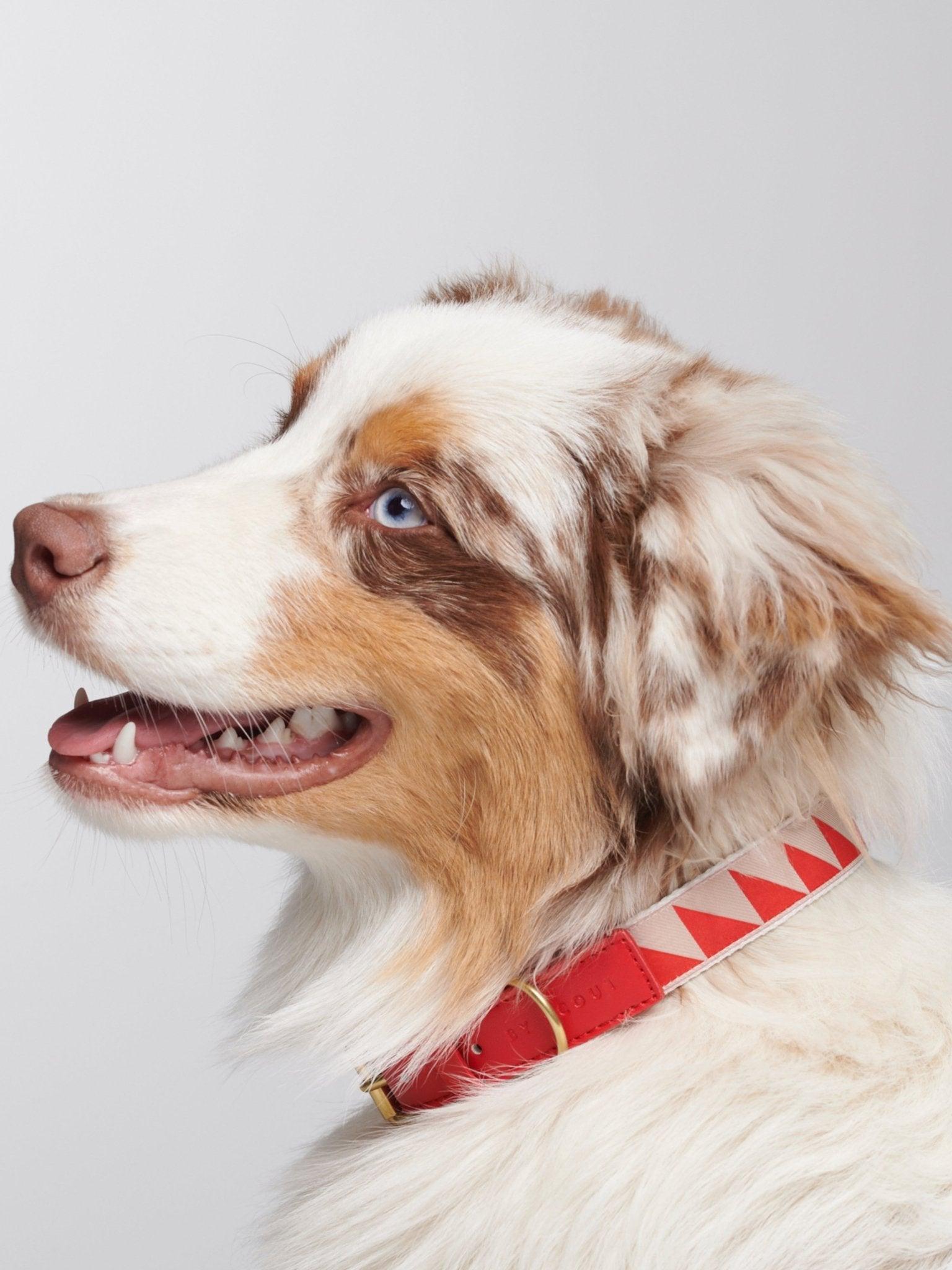 Red dog collar worn on dog