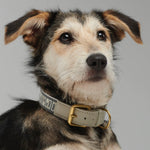 Trove Dog Collar in a graphic cool Greys worn on a dog - By Scout