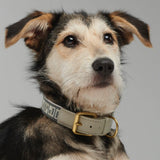 Trove Dog Collar in a graphic cool Greys worn on a dog - By Scout