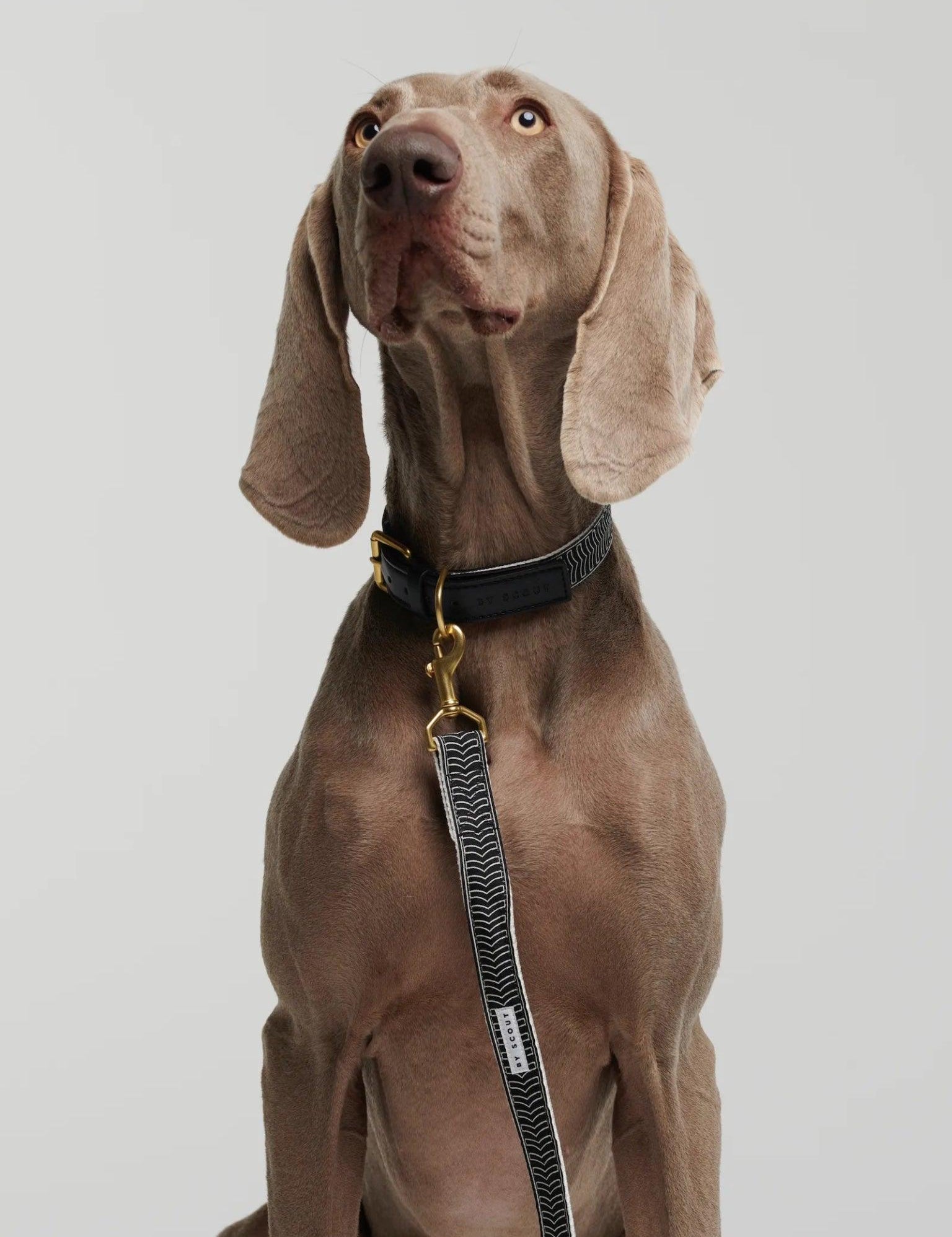 Chef L' Bark Adjustable Dog Leash - Black - By Scout