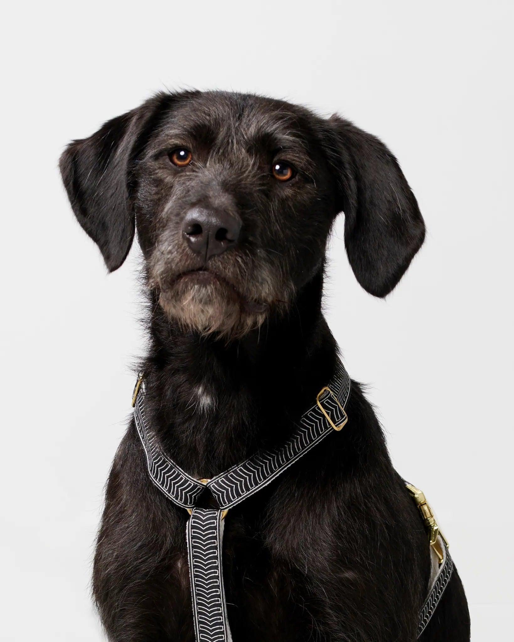 Chef L'Bark Dog Harness in Black - By Scout