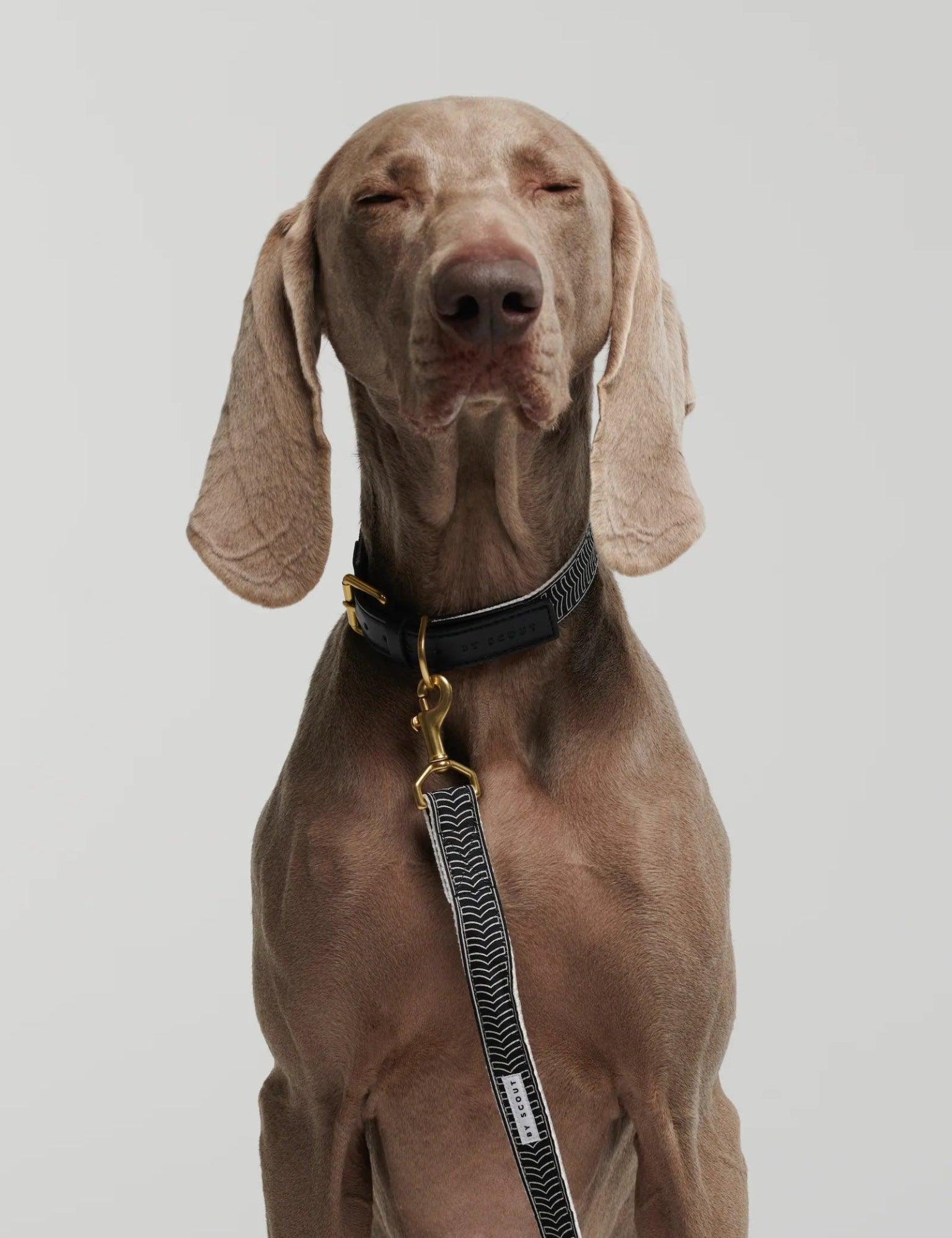 Chef L'Bark Dog Leash - Black - By Scout