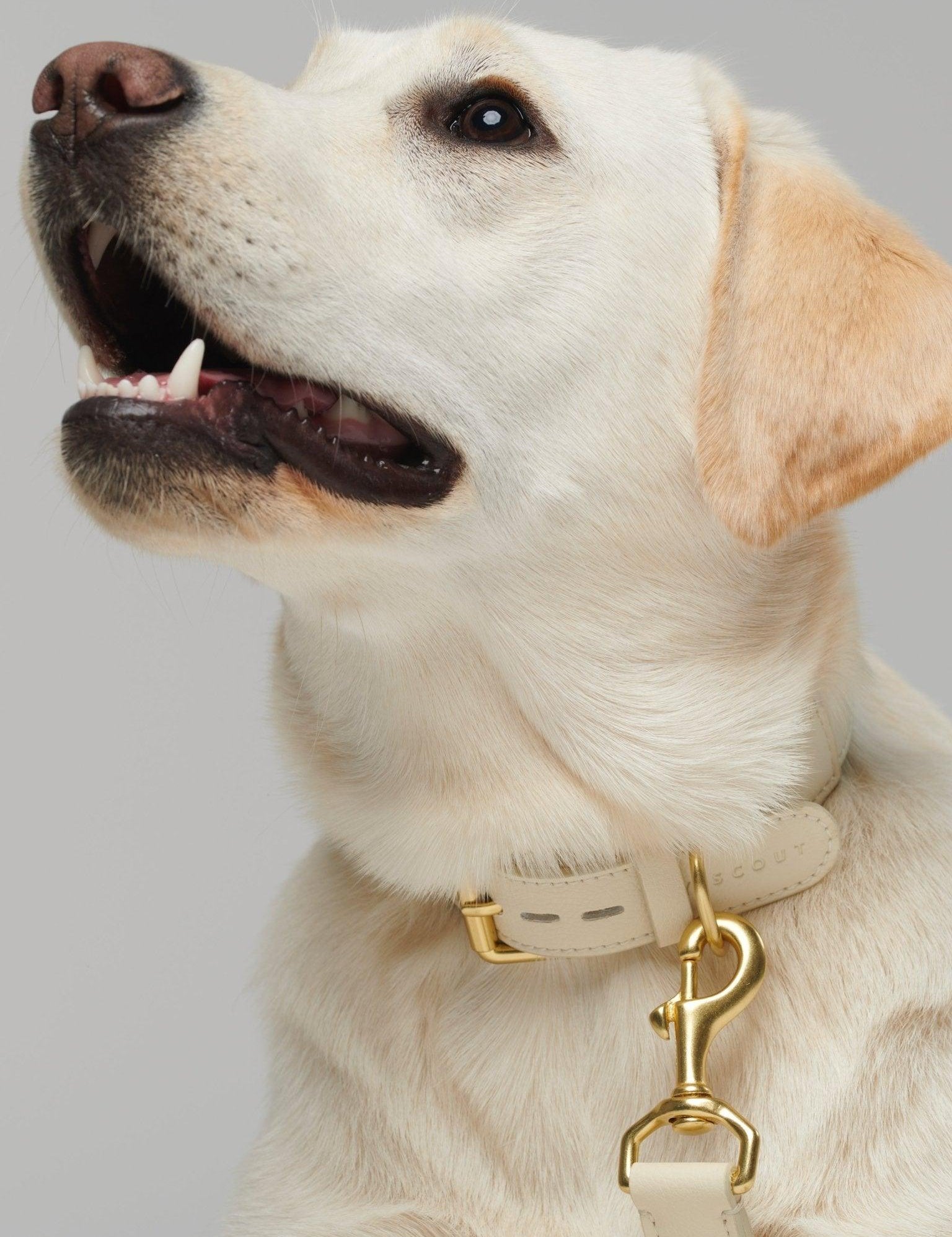 Mela Basic Dog Leash - Cream - By Scout