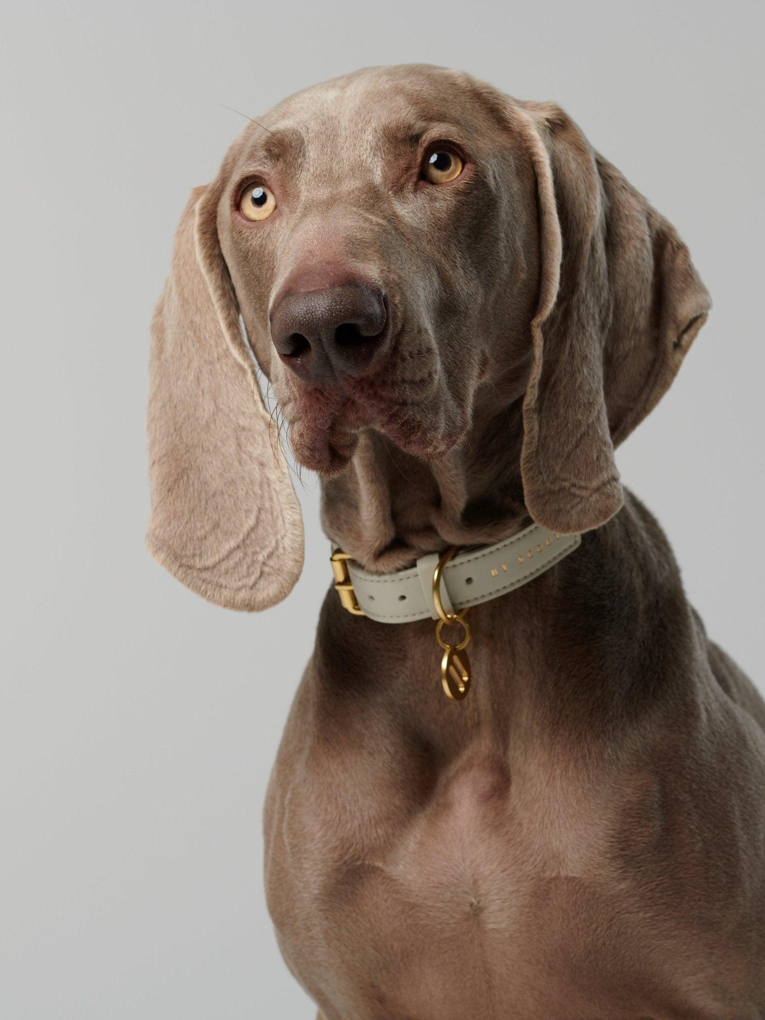 Mela Caspita Collar- Cream - By Scout