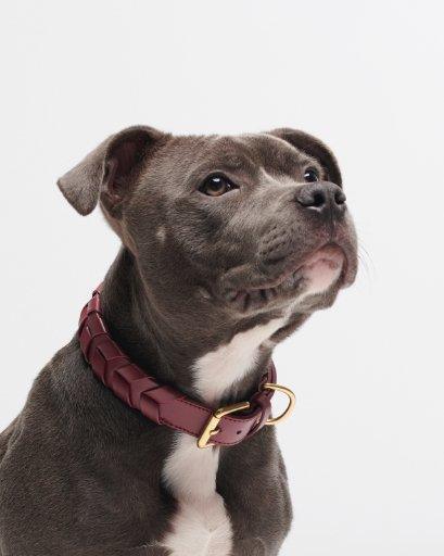 Mela Caspita Dog Collar - Burgundy - By Scout