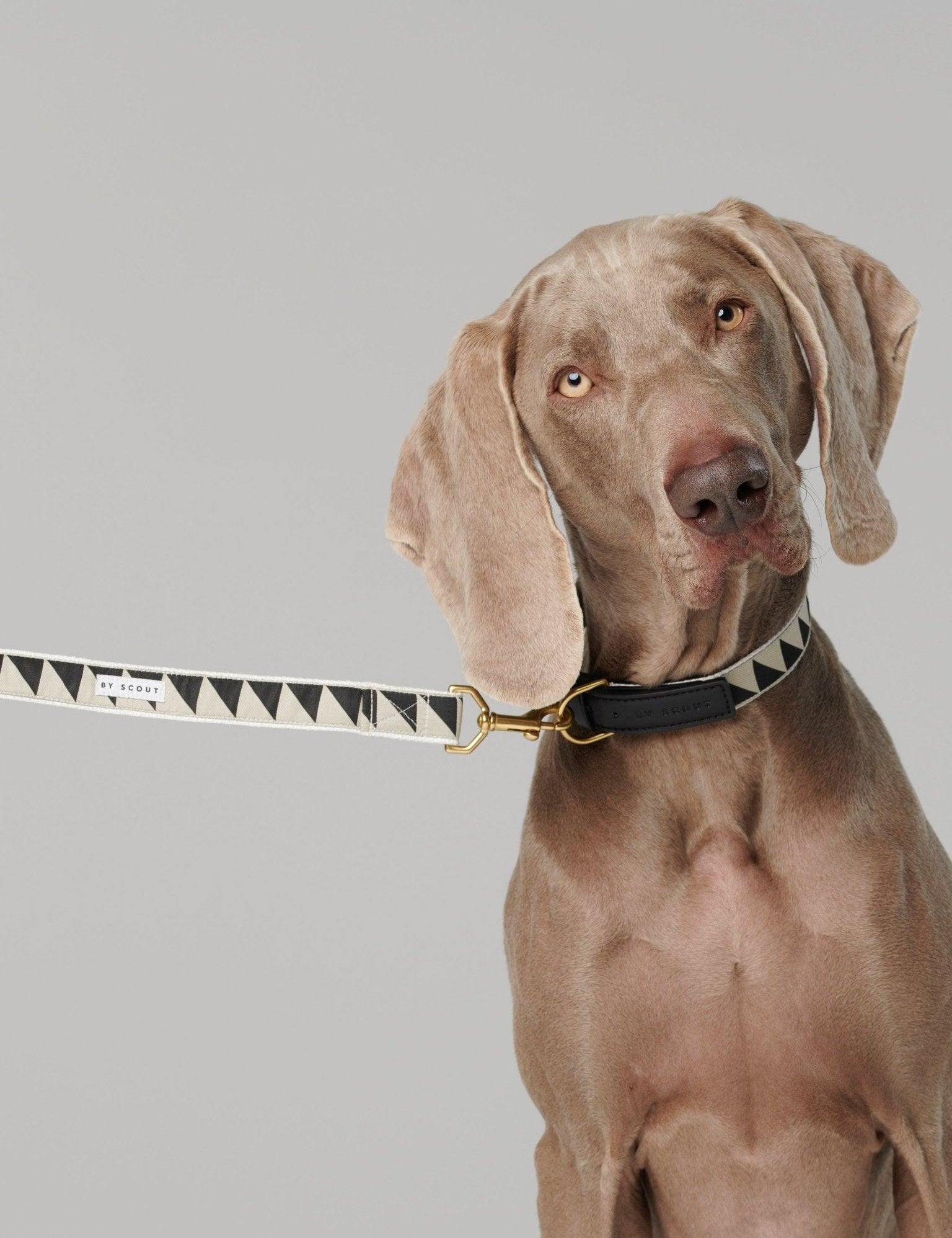 Nice Grill Adjustable Dog Leash - Black - By Scout