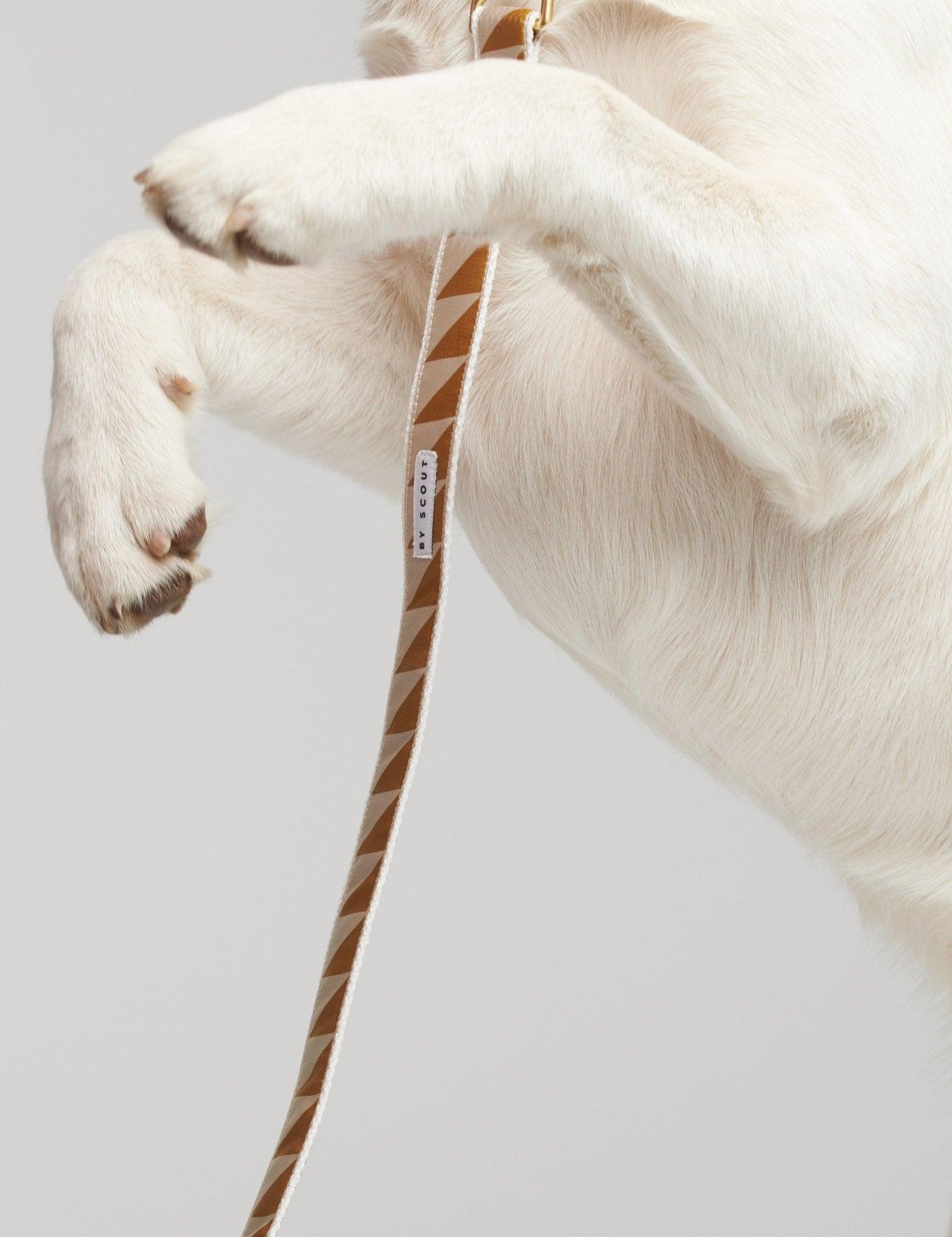 Nice Grill Adjustable Dog Leash - Caramel - By Scout