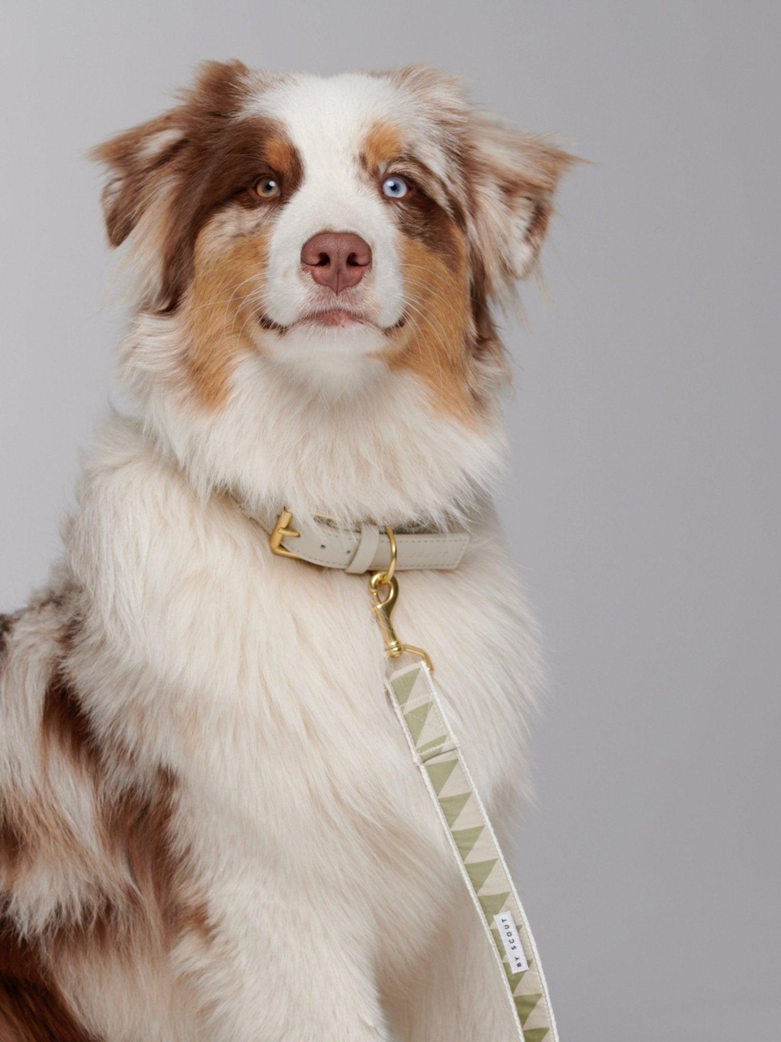 Nice Grill Adjustable City Leash - Sage - By Scout