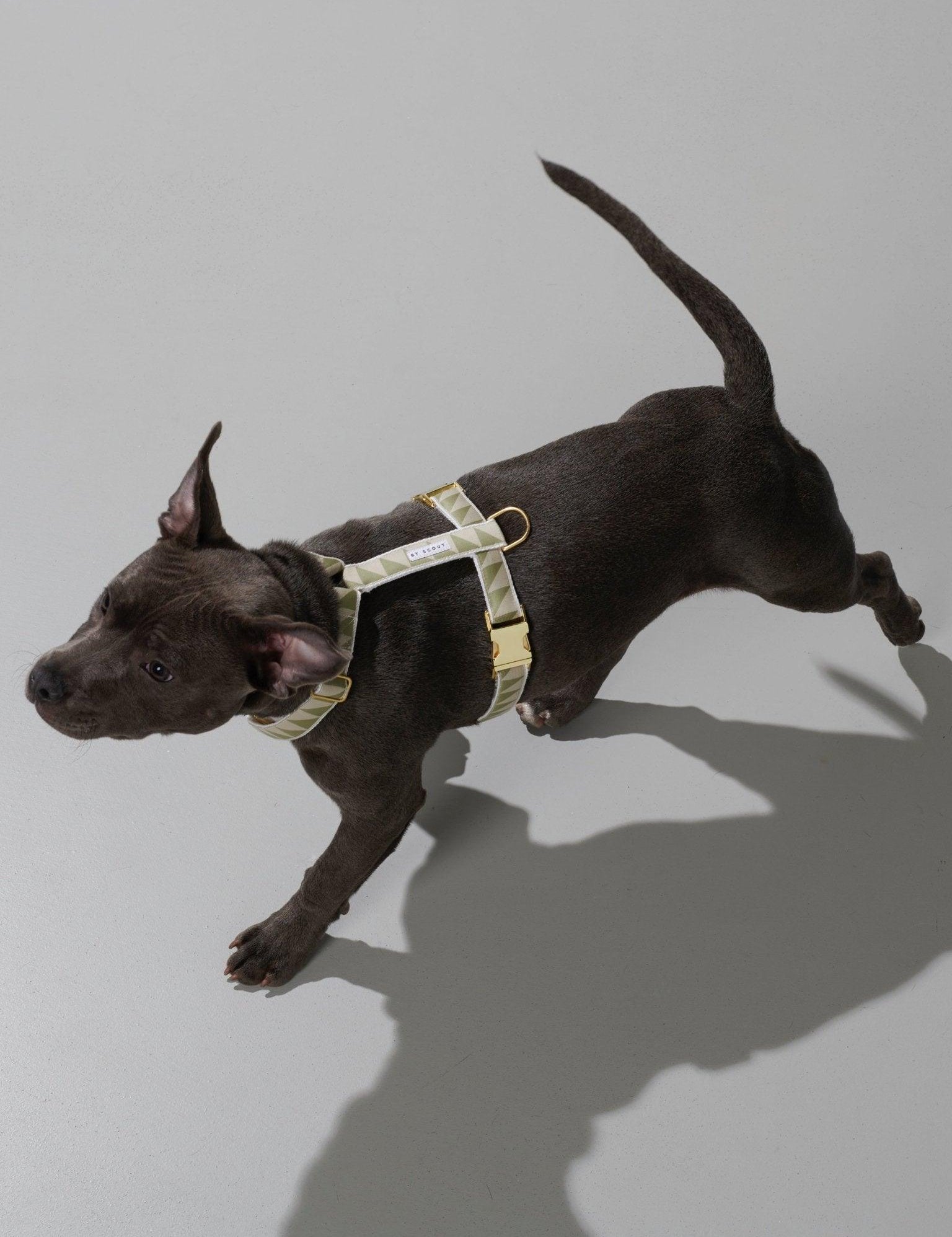Nice Grill Dog Harness on a dog - Sage - By Scout