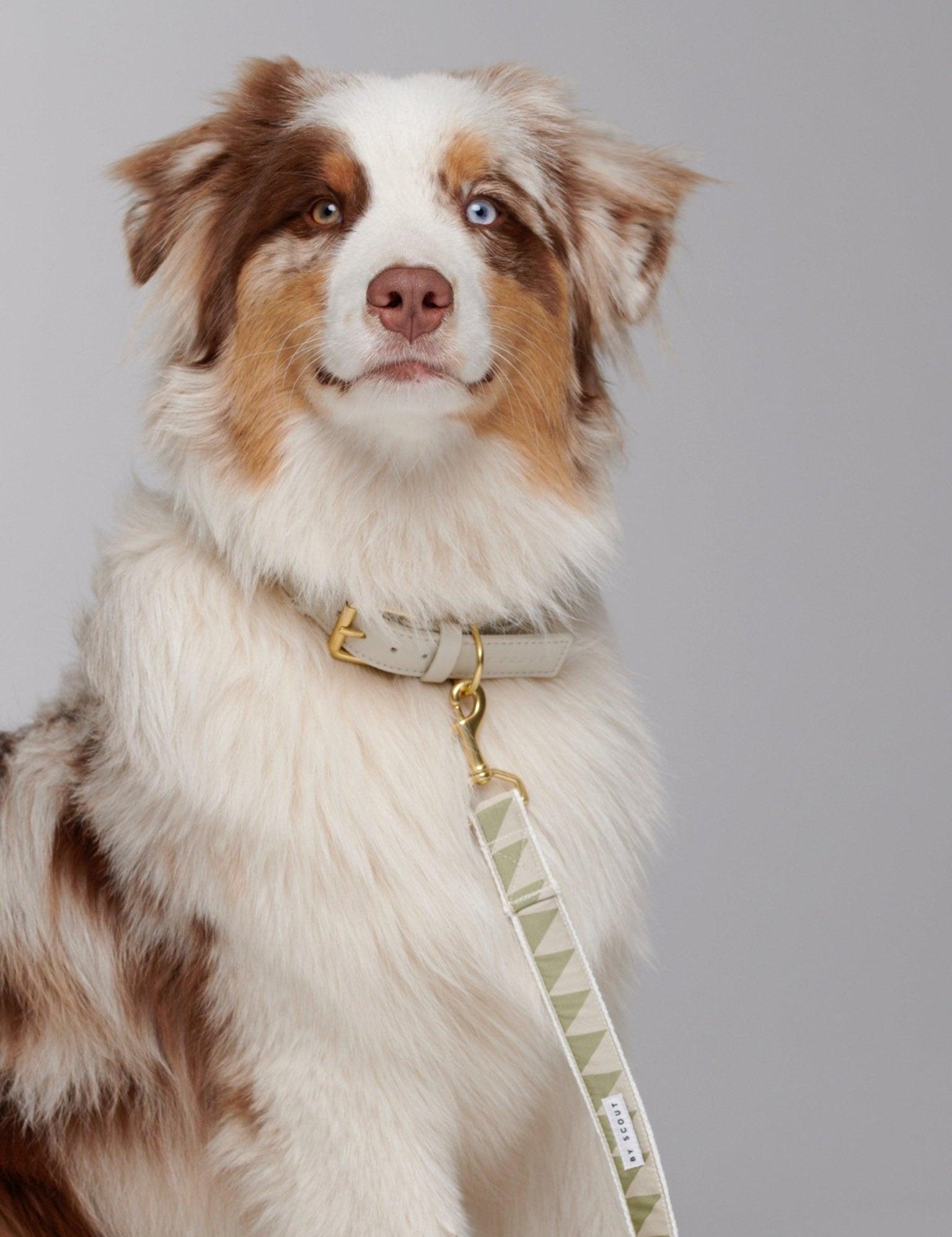 Nice Grill Dog Leash attached to matching collar, with solid brass hardware clasp - Sage - By Scout