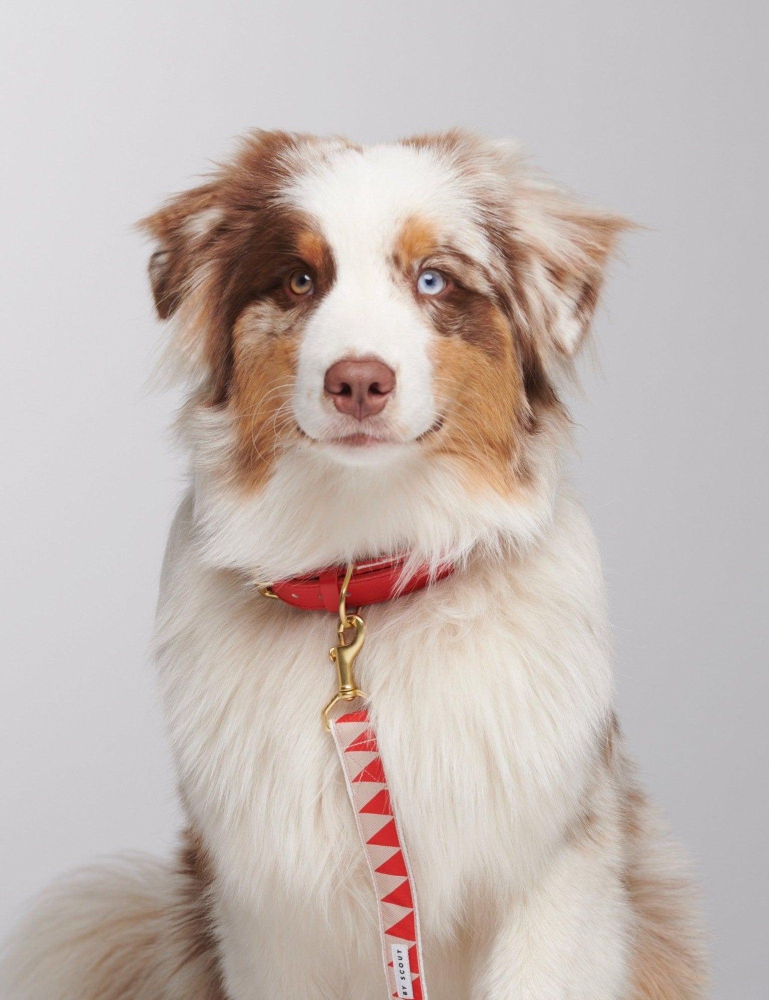 Nice Grill Dog Leash and matching collar, modelled on dog - Red - By Scout